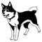 Siberian Husky. Black and white graphics. Logo design for use in graphics.