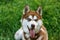 Siberian Husky with blue eye at the green grass