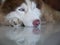 Siberian Husky Blue Eye Lying on The Floor