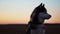 Siberian husky with blue eyes and gray white hair sits on the grass and looks into the distance at sunset