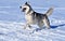 A Siberian husky breed dog runs through the snow