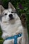 Siberian husky breed dog with a serious look votes