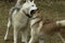 Siberian husky brothers playing together showing teeth and playing rough