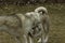 Siberian husky brothers playing together showing teeth and playing rough