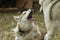 Siberian husky brothers playing together showing teeth and playing rough