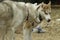 Siberian husky brothers playing together showing teeth and playing rough