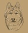 Siberian Husky close up hand drawing dog vector brown