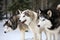 Siberian Husky close-up, side view of the head of a Siberian Husky with a red-white coat color and blue eyes, a breed of