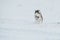 Siberian Husky closeup. Dog in winter forest.