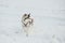 Siberian Husky closeup. Dog in winter forest.