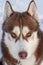 Siberian Husky dog with amber eyes intently looking straight at the photographer.