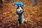 Siberian husky dog in autumn