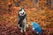 Siberian husky dog in autumn