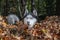 Siberian husky dog. Autumn forest nature background. Woodland, fall foliage