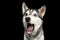 Siberian Husky Dog on Black Background