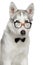 Siberian Husky dog in bow tie and glasses on white