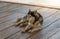 Siberian Husky,Dog breed Siberian Husky crouch rests on the wooden floor
