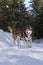 Siberian Husky dog brown colour in winer forest on snow.