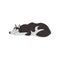 Siberian husky dog character sleeping vector Illustrations on a white background