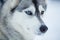 Siberian husky dog closeup