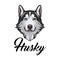 Siberian husky dog. Dog head. Husky face muzzle. Dog breed. Dog portrait. Vector.