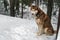 Siberian husky dog in enclosure, winter day. Yard country house.