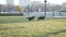 Siberian husky dog with a German shepherd in a park playing on green grass.Slow motion