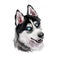 Siberian Husky dog hound with clear eyes digital art. Animal watercolor portrait closeup isolated muzzle of pet, canine hand drawn