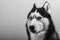 Siberian husky dog isolated on gray. Portrait confused funny sled-dog with blue eyes.