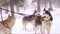 Siberian husky dog on a leash portrait at winter in the forest