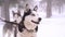 Siberian husky dog on a leash portrait at winter in the forest