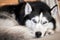 Siberian husky dog lies on the couch and looks at the camera