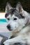 Siberian husky dog lying on a deckchair