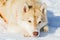 Siberian husky dog lying on snow. Close up outdoor face portrait. Sled dogs race training in cold snow weather. Strong, cute and