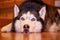 Siberian husky dog lying on the wooden floor