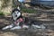 Siberian husky at dog park