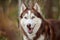 Siberian Husky dog portrait with dirty ground, blue eyes and brown white color, cute sled dog breed
