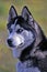 Siberian Husky Dog portrait head closeup.
