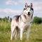 Siberian Husky dog portrait on a summer day. Portrait of a purebred Siberian Husky dog standing in a green field. Outdoor portrait