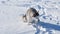 Siberian Husky dog with raised ears sits in the snow.