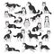 Siberian husky dog set. Active pet animal running, sitting and lying cartoon vector