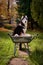 Siberian husky dog sits in garden cart in the garden and smiles