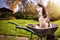 Siberian husky dog sits in garden wheelbarrow in the garden and smiles.