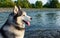 Siberian husky dog sits on the river bank. Black and white fluffy fur