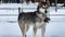 Siberian husky dog, sled dog,