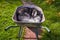 Siberian Husky dog sleeps in wheelbarrow curled up, Handsome Pet