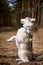 Siberian Husky dog standing on hind legs on dry grass field, funny Husky dog gray black coat color