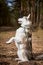 Siberian Husky dog standing on hind legs on dry grass field, funny Husky dog gray black coat color