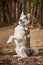 Siberian Husky dog standing on hind legs on dry grass field, funny Husky dog gray black coat color