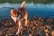 Siberian husky dog stands on the river shore in the evening sun. Red husky dog comes out of the water and looks at the camera.